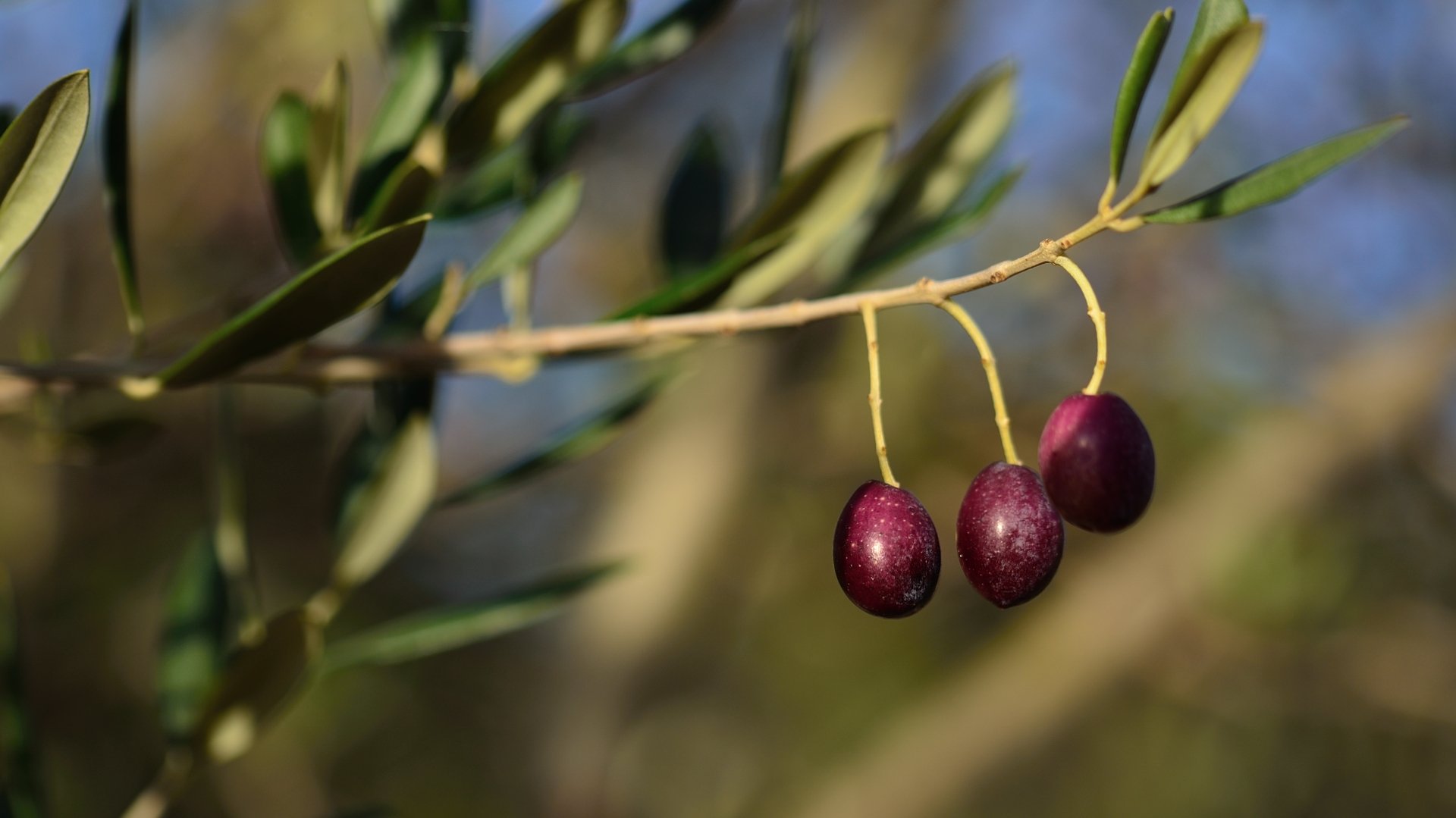 Wallpapers Nature Fruits Bientt la cueillette des olives en Provence