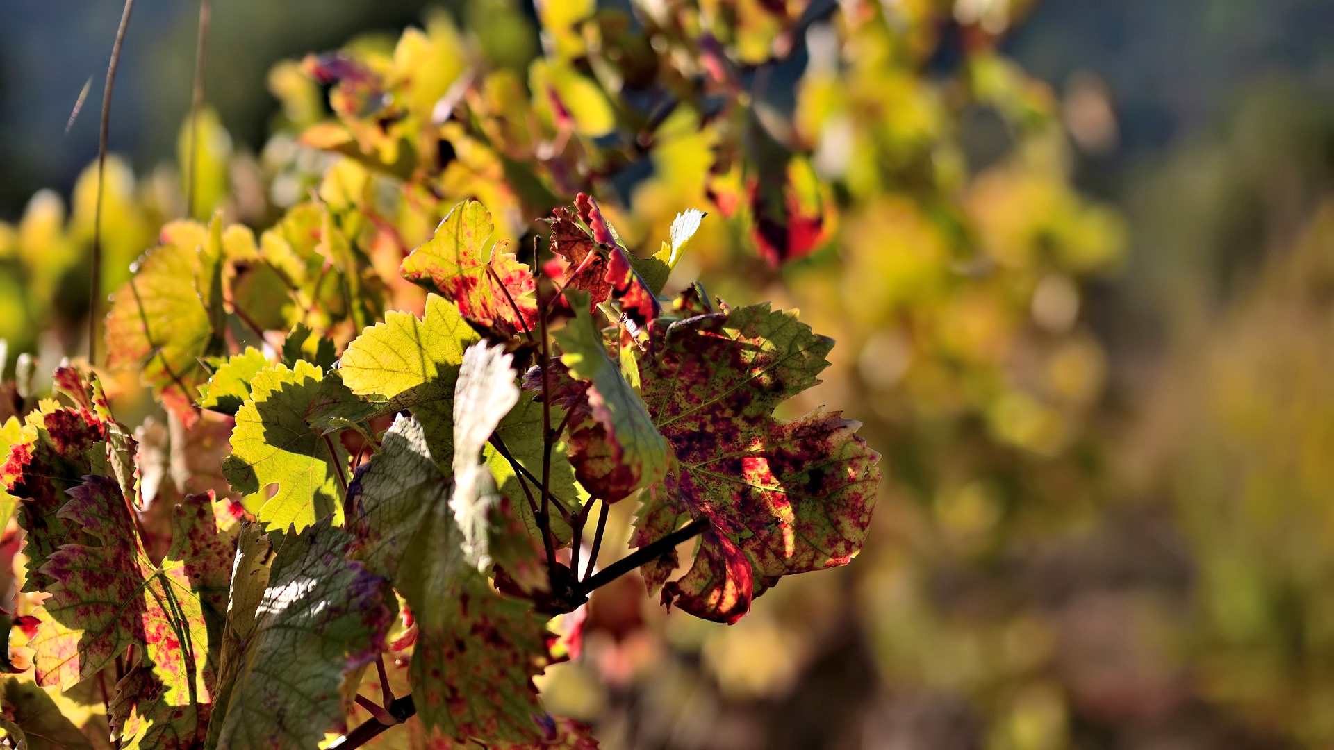 Fonds d'cran Nature Saisons - Automne L'automne dans les vignes