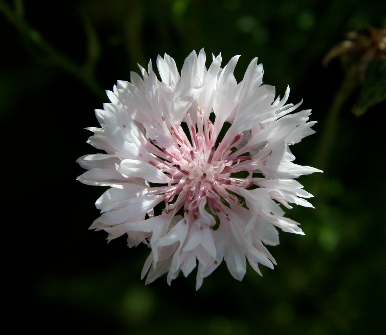 Fonds d'cran Nature Fleurs 