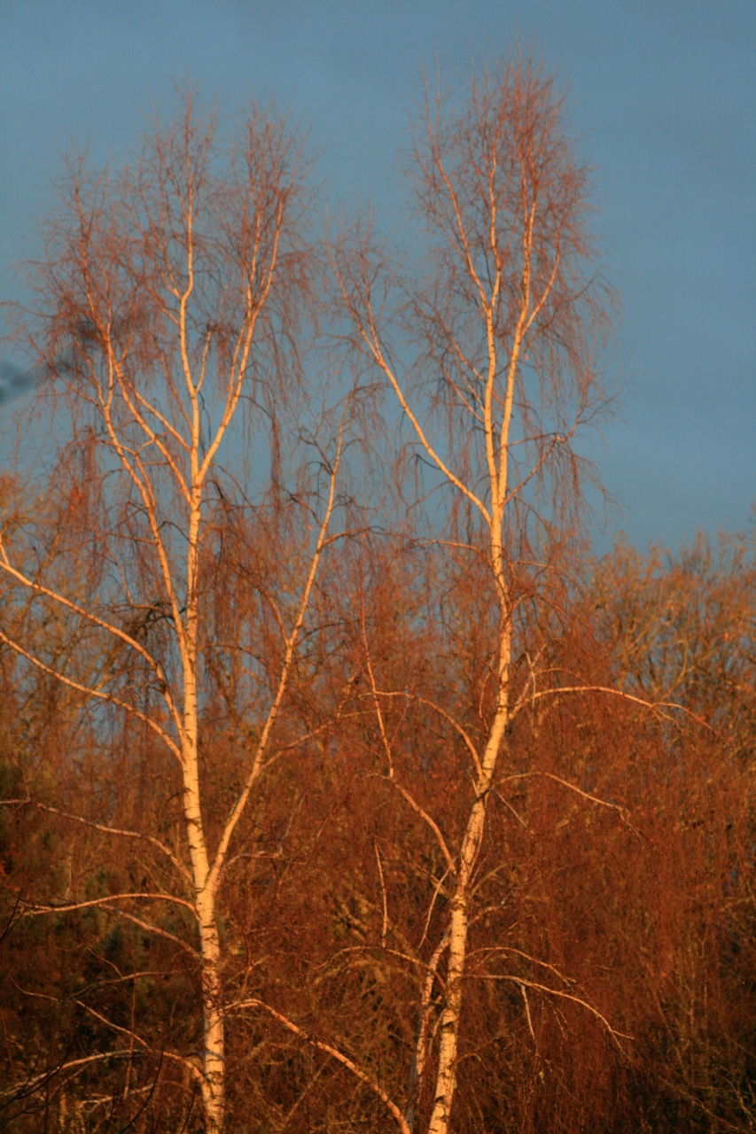 Fonds d'cran Nature Arbres - Forts 