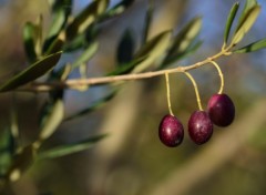 Wallpapers Nature Bientt la cueillette des olives en Provence