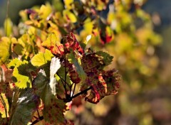 Fonds d'cran Nature L'automne dans les vignes