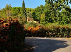 Fonds d'cran Nature L'automne dans le var