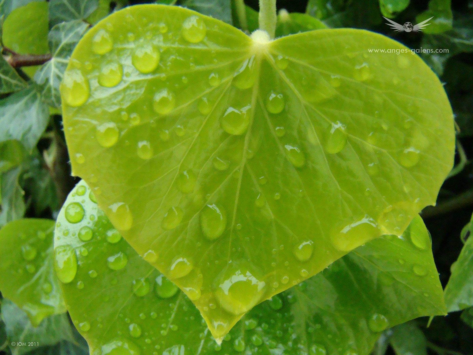 Fonds d'cran Nature Feuilles - Feuillages Au cur de la nature