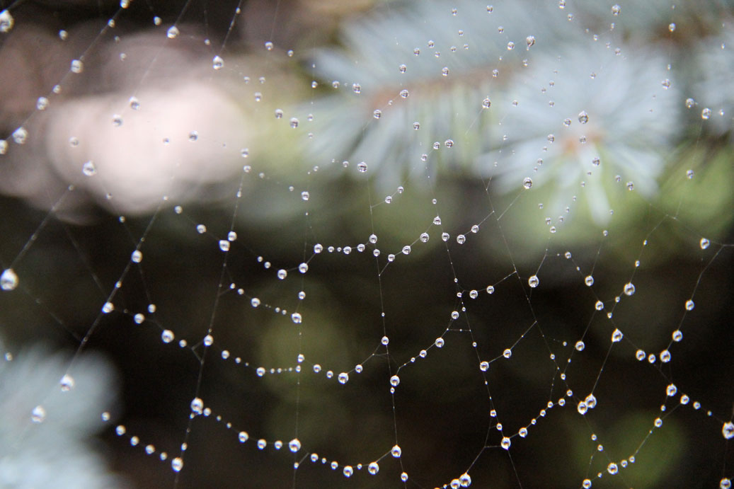 Wallpapers Nature Water - Drops Une toile de perles