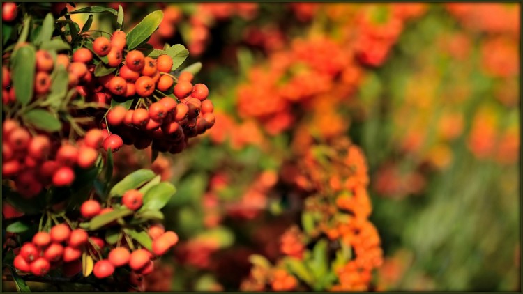 Fonds d'cran Nature Plantes - Arbustes Le pyracantha