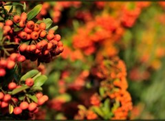 Fonds d'cran Nature Le pyracantha