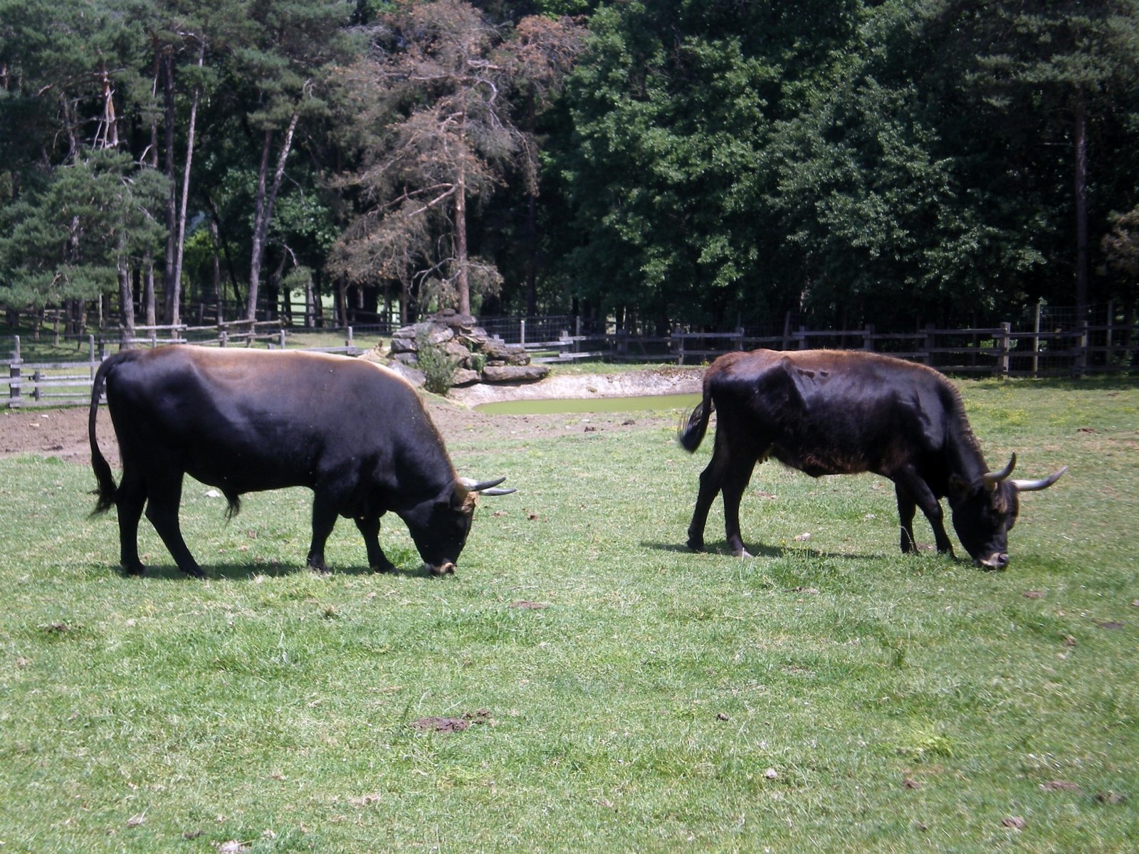 Wallpapers Animals Cows - Bulls - Beef 