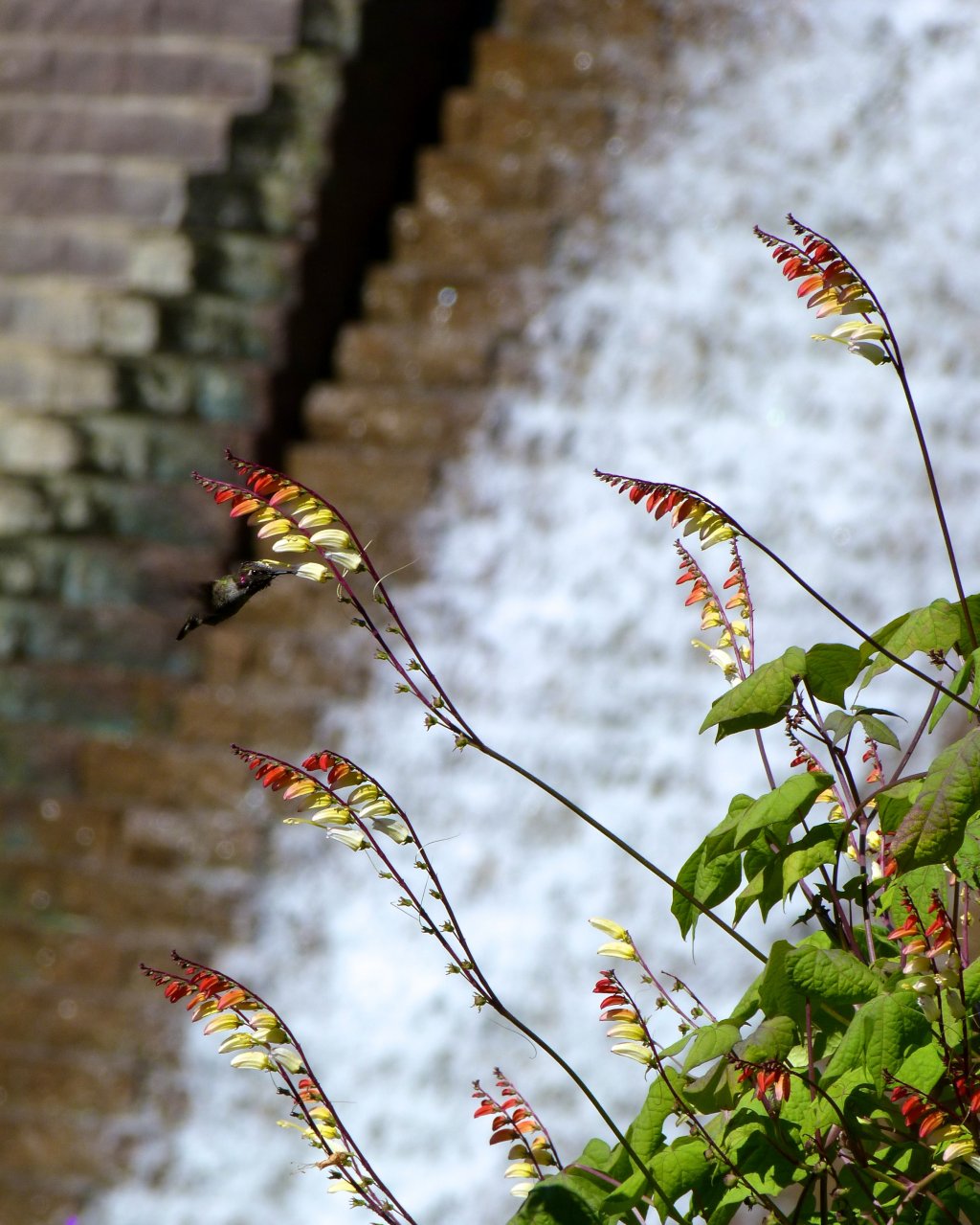 Fonds d'cran Nature Fleurs 