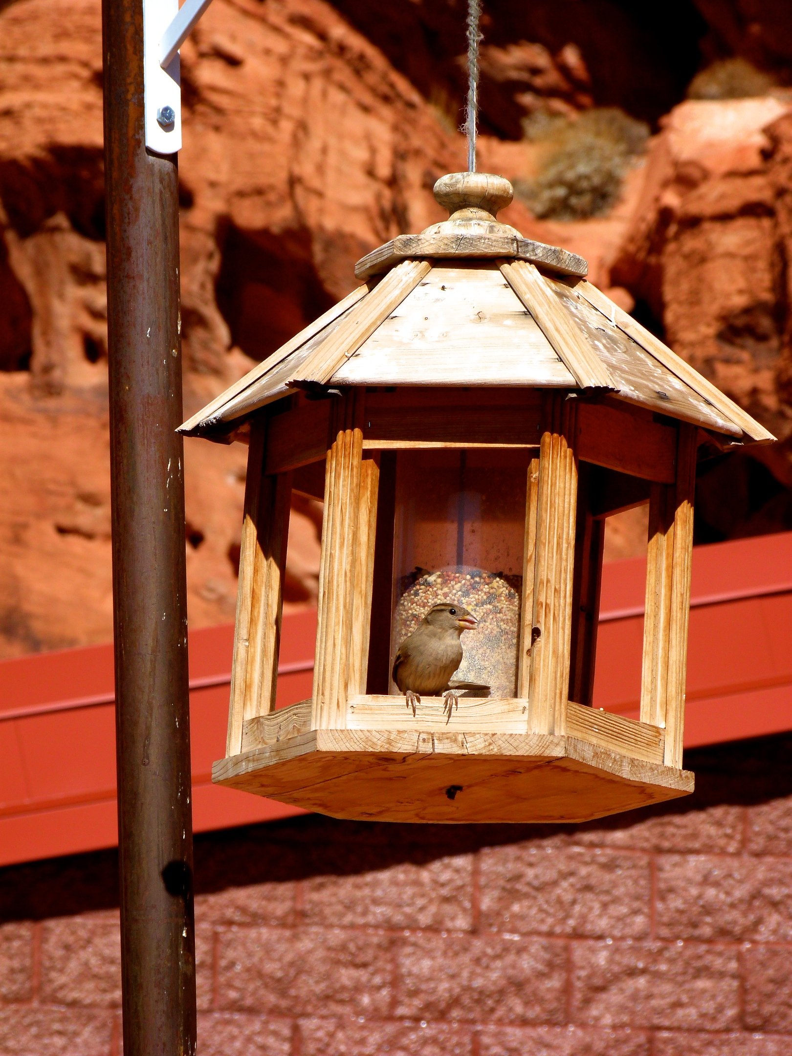 Fonds d'cran Animaux Oiseaux - Divers 