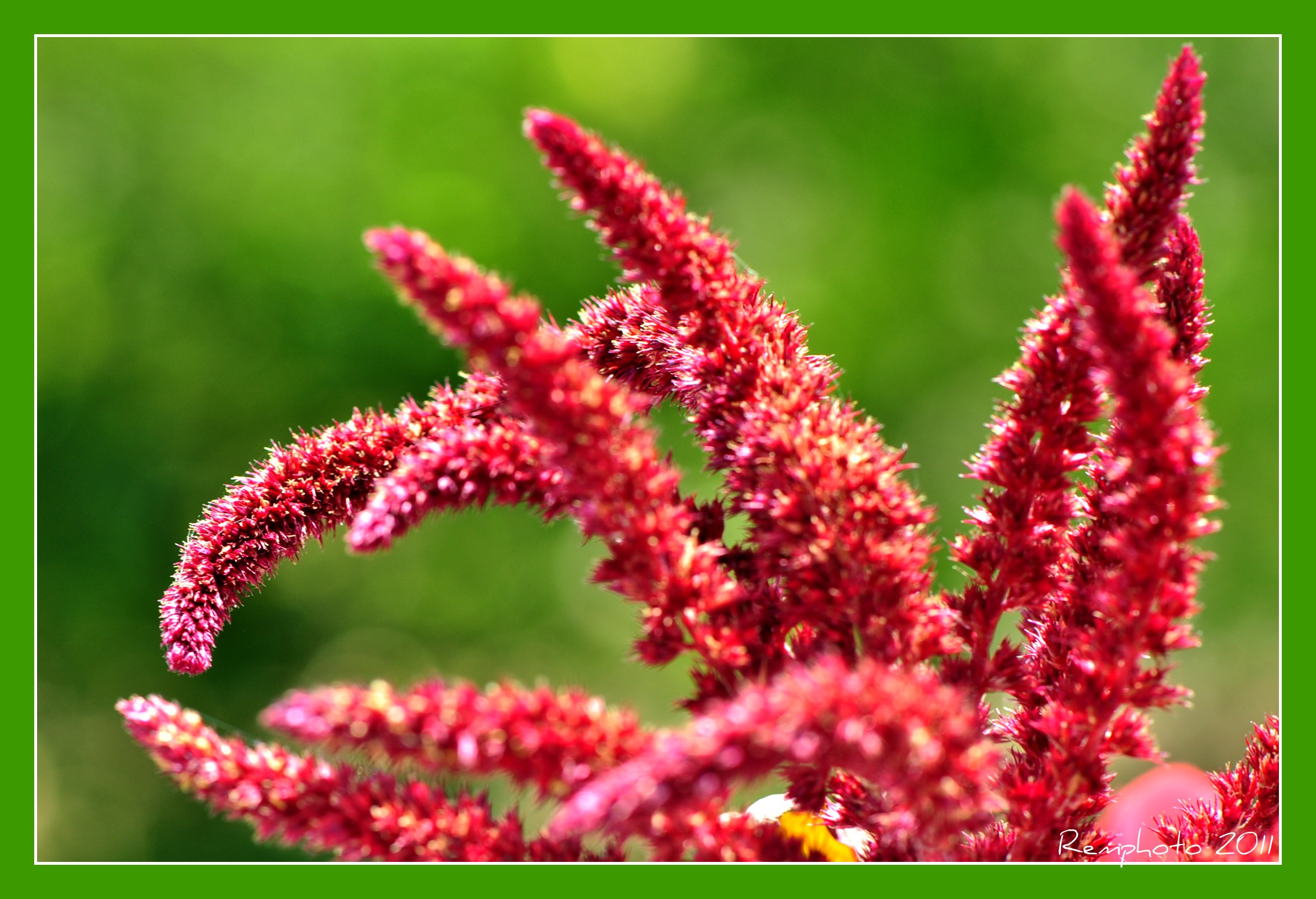 Fonds d'cran Nature Fleurs 