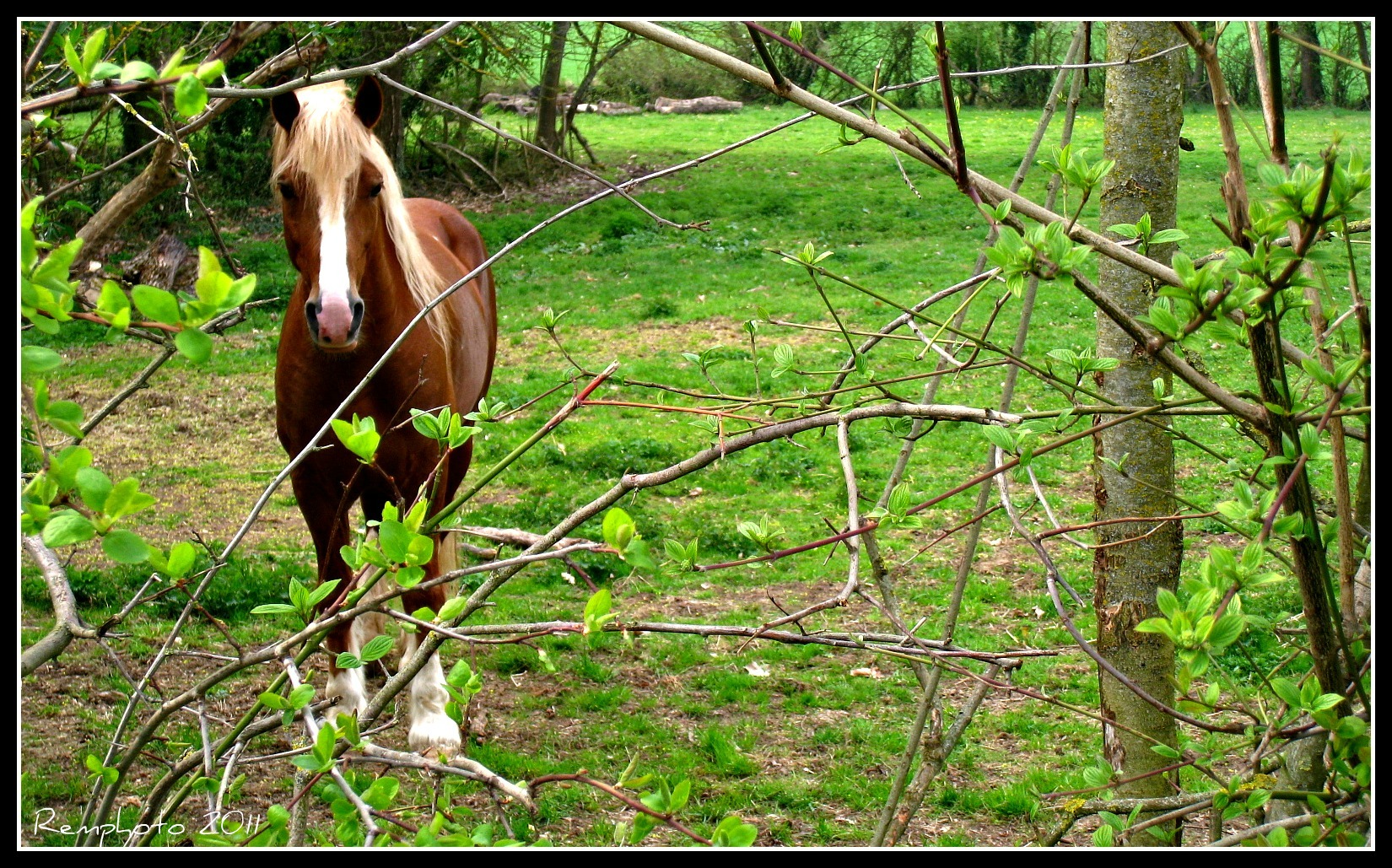 Fonds d'cran Animaux Chevaux 