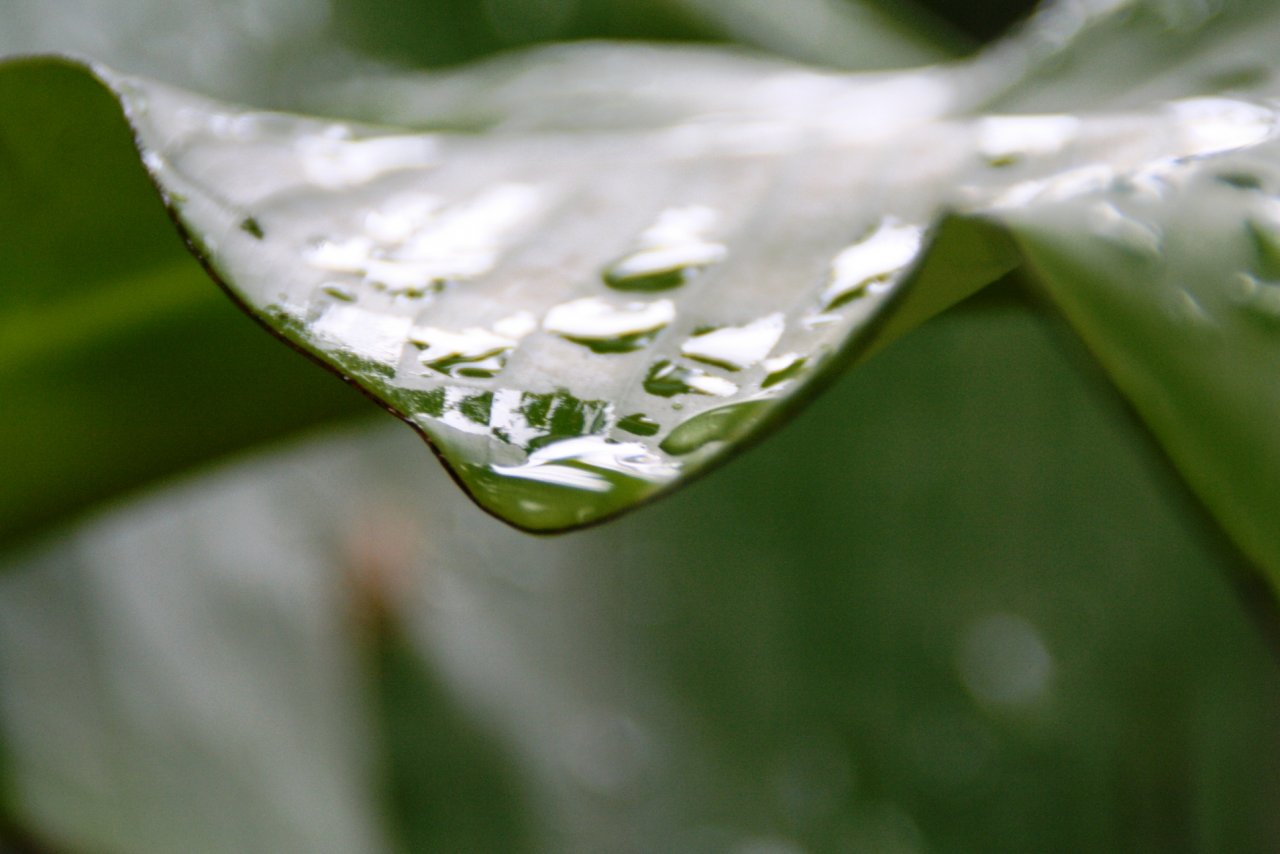 Wallpapers Nature Water - Drops Aprs la pluie...