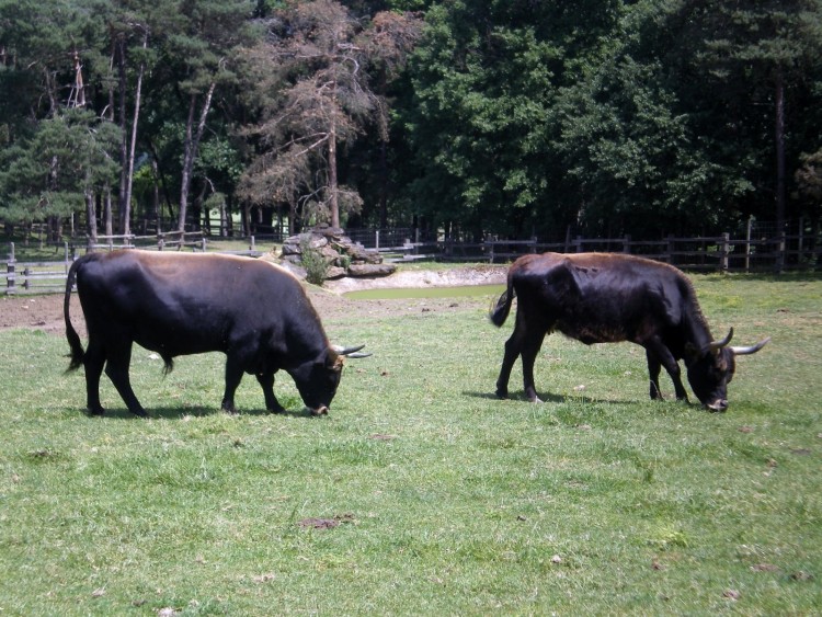 Fonds d'cran Animaux Vaches - Taureaux - Boeufs Wallpaper N287525