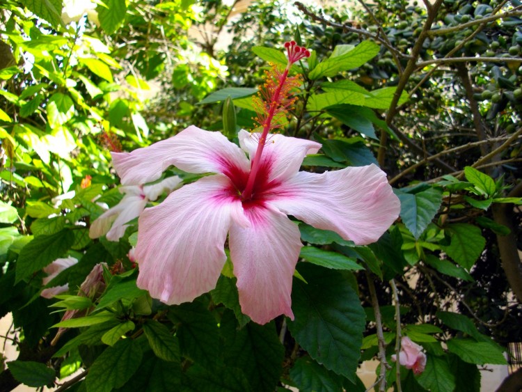 Wallpapers Nature Flowers hibiscus