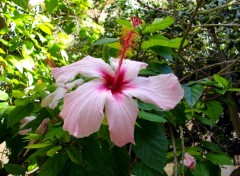 Fonds d'cran Nature hibiscus