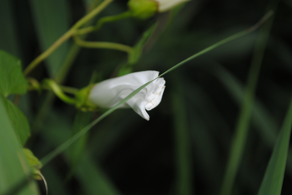 Fonds d'cran Nature Fleurs fleur