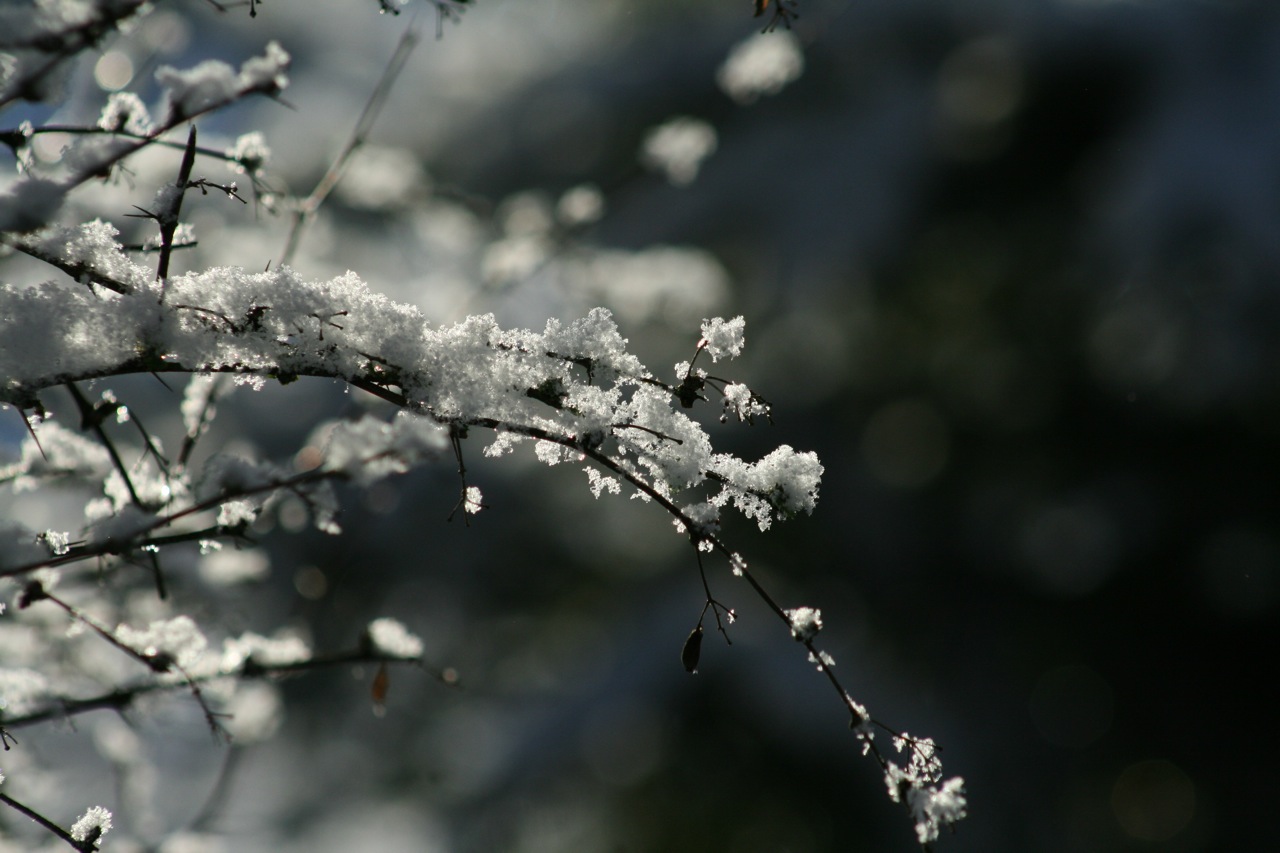 Wallpapers Nature Saisons - Winter 