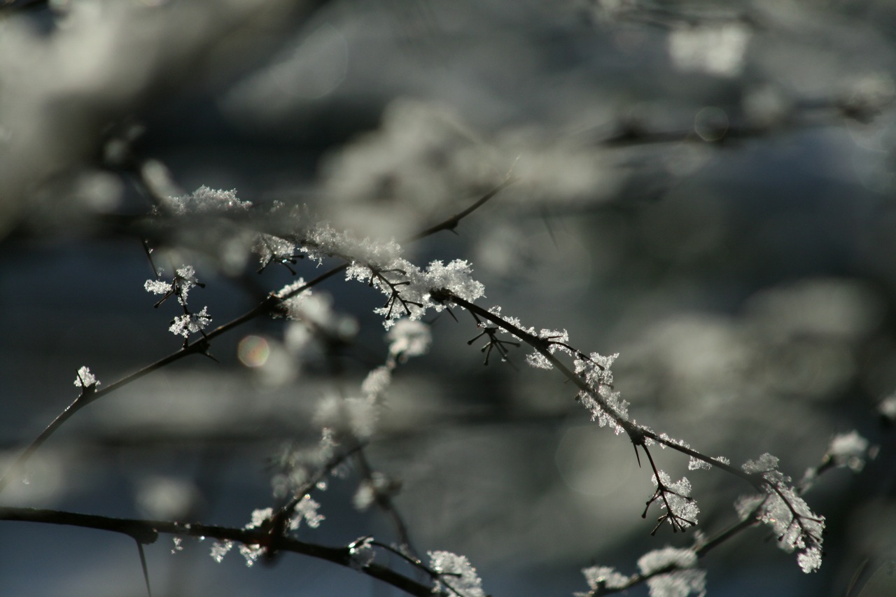 Wallpapers Nature Saisons - Winter 