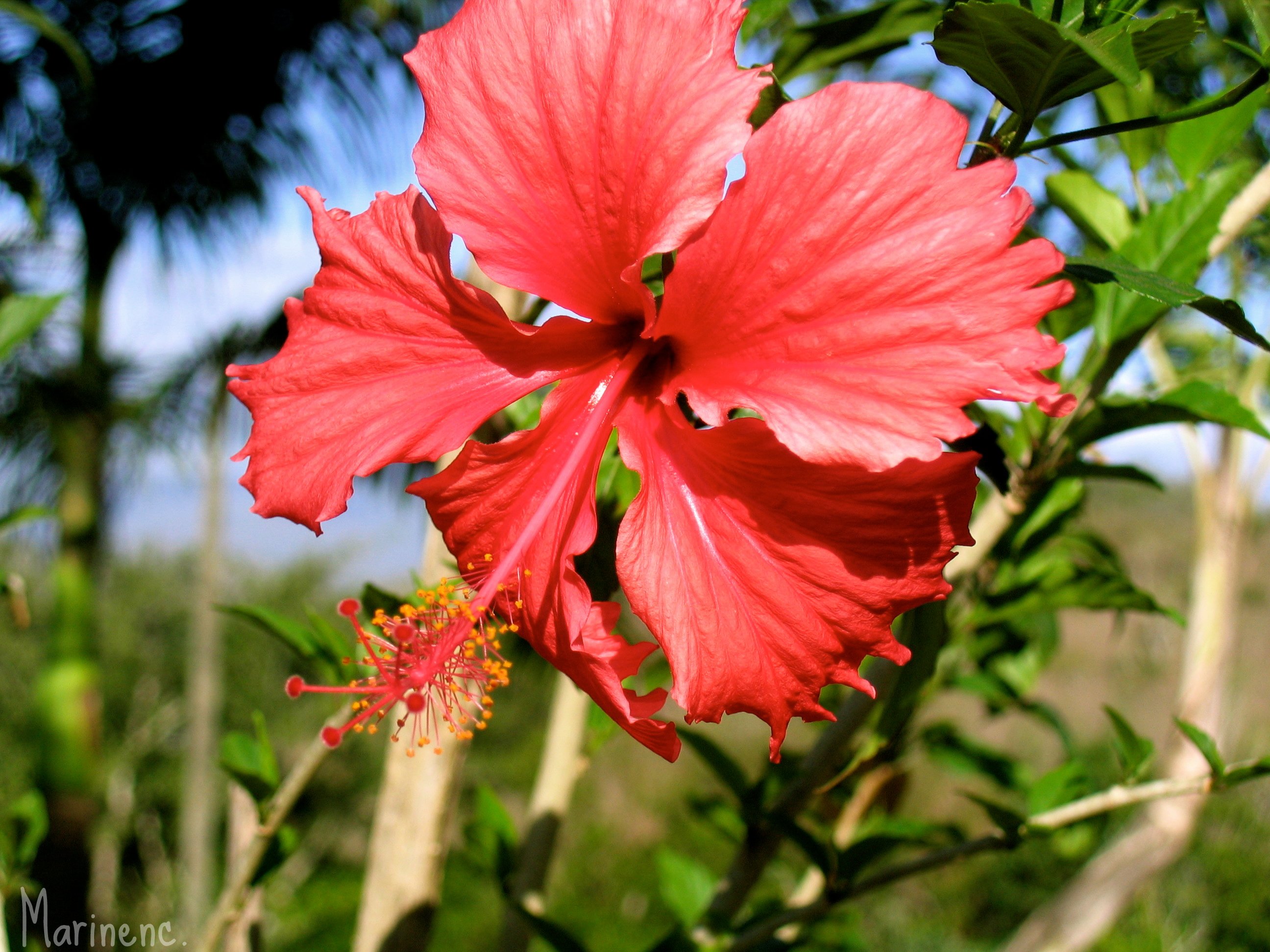 Fonds d'cran Nature Fleurs Fleur d'hibiscus 