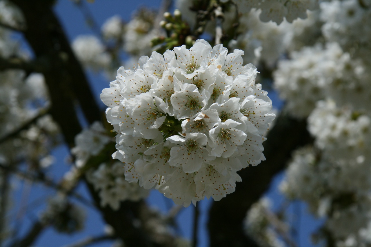 Fonds d'cran Nature Fleurs Plein de cerises en perspective !