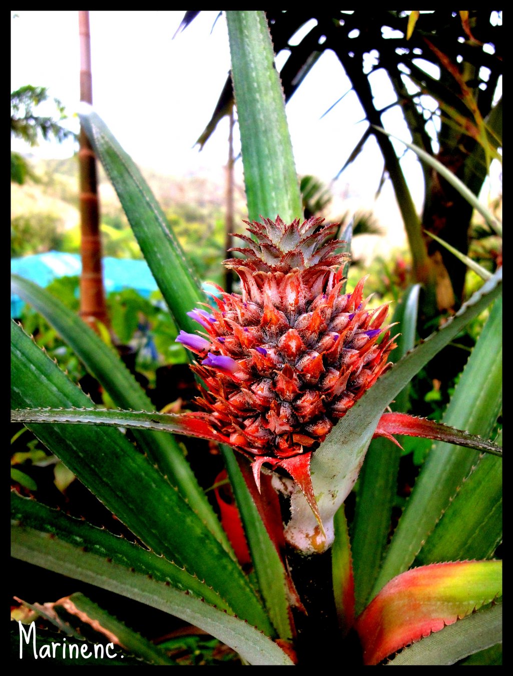 Wallpapers Nature Fruits ananas