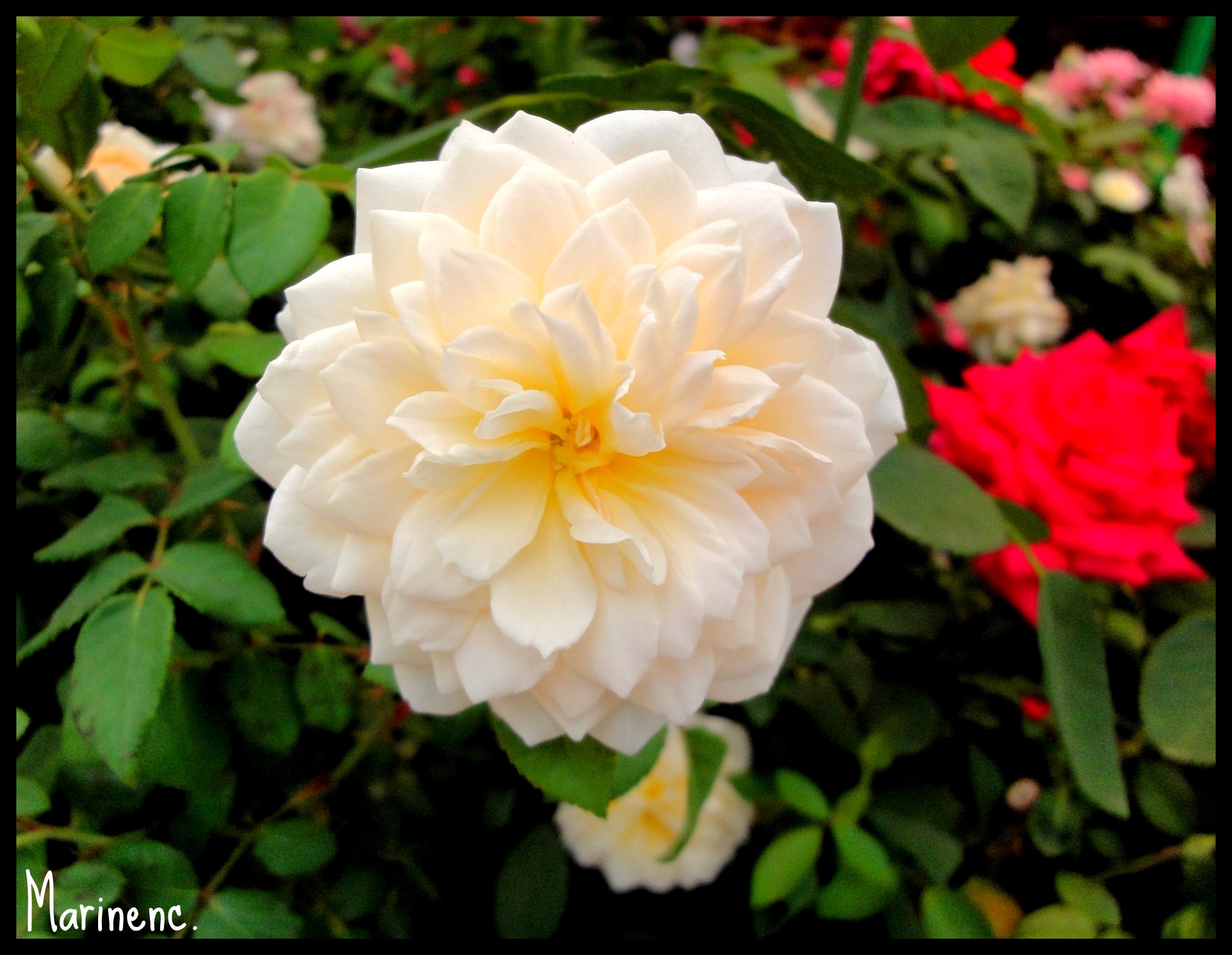 Wallpapers Nature Flowers Rose blanche 