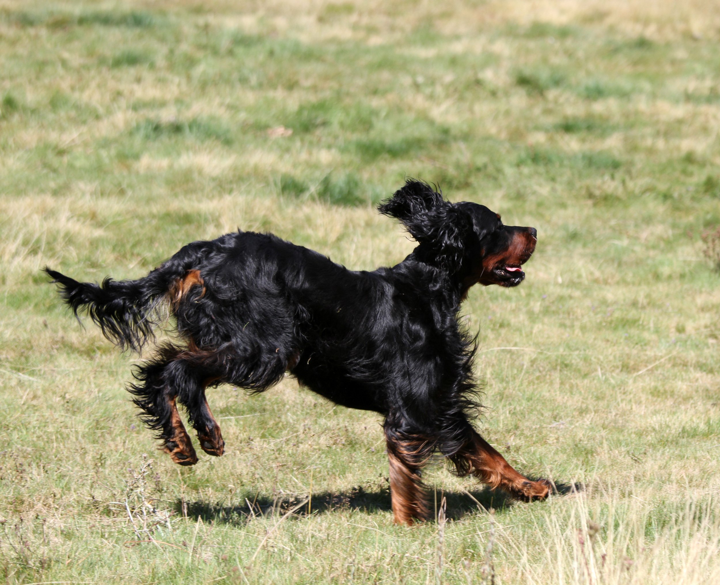 Fonds d'cran Animaux Chiens 