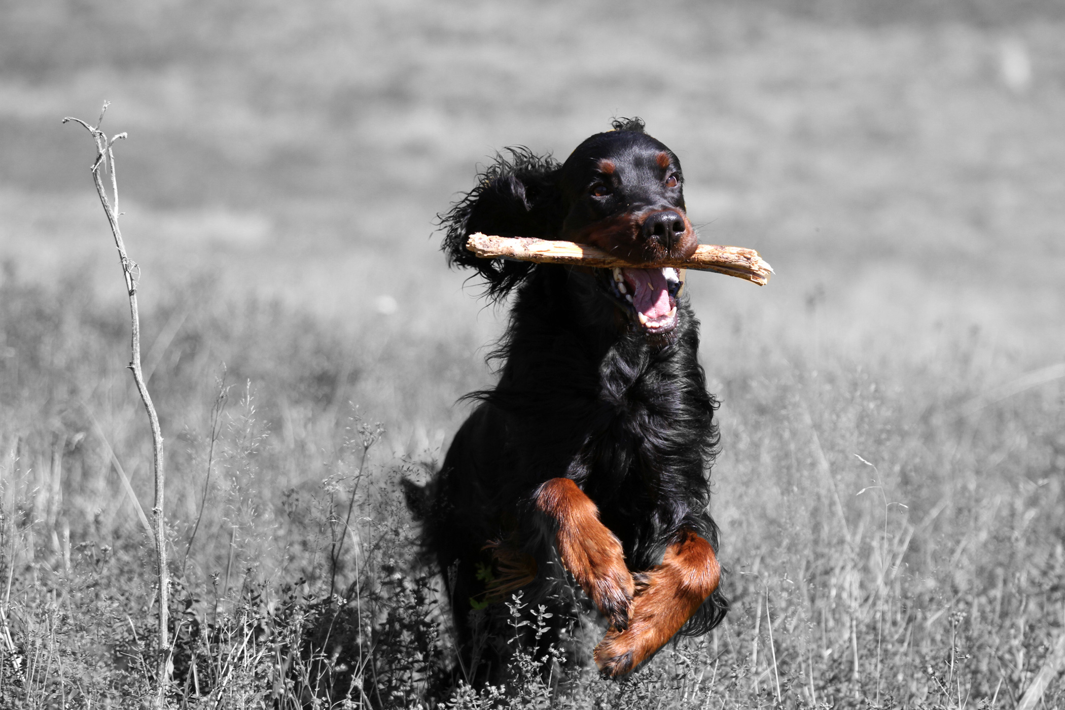 Fonds d'cran Animaux Chiens 