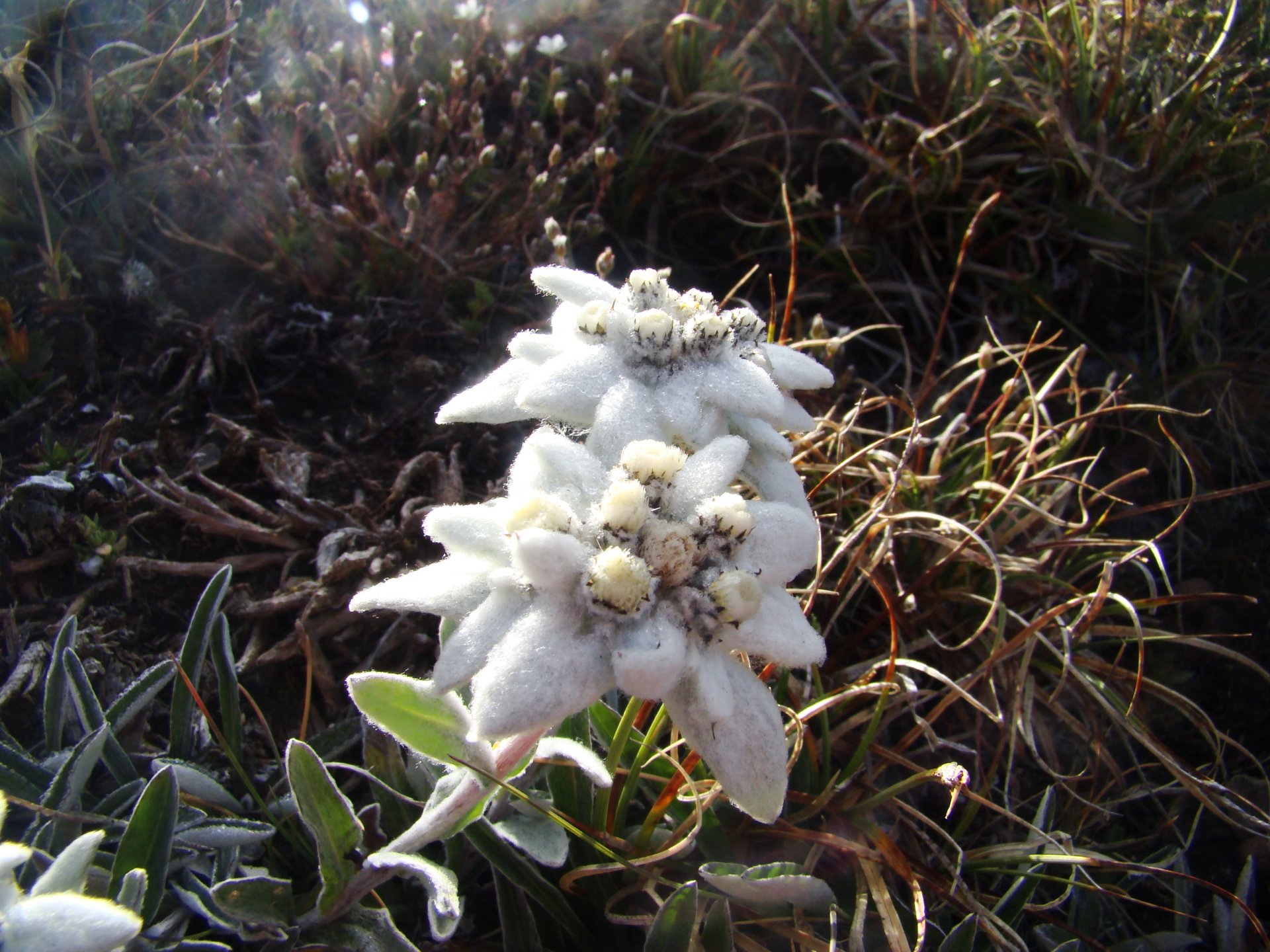 Fonds d'cran Nature Fleurs Edelweiss 