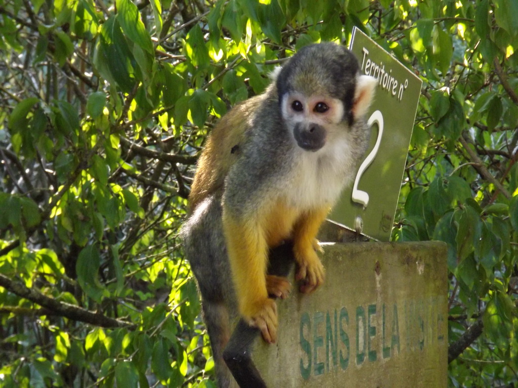 Fonds d'cran Animaux Singes 