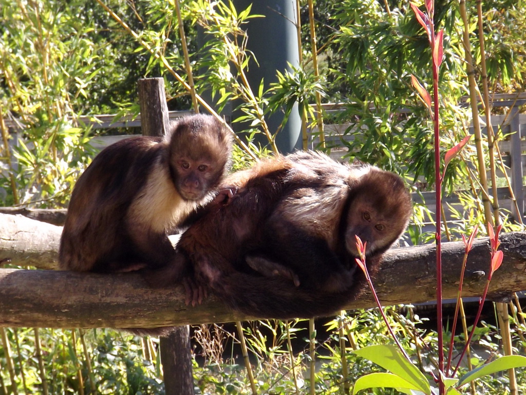 Fonds d'cran Animaux Singes 