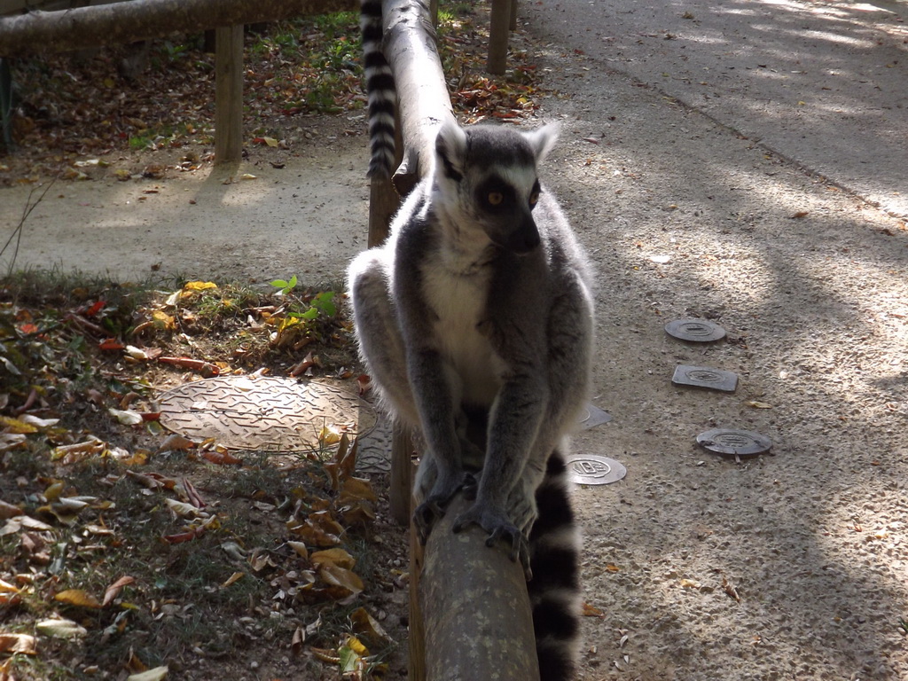 Wallpapers Animals Lemurs 