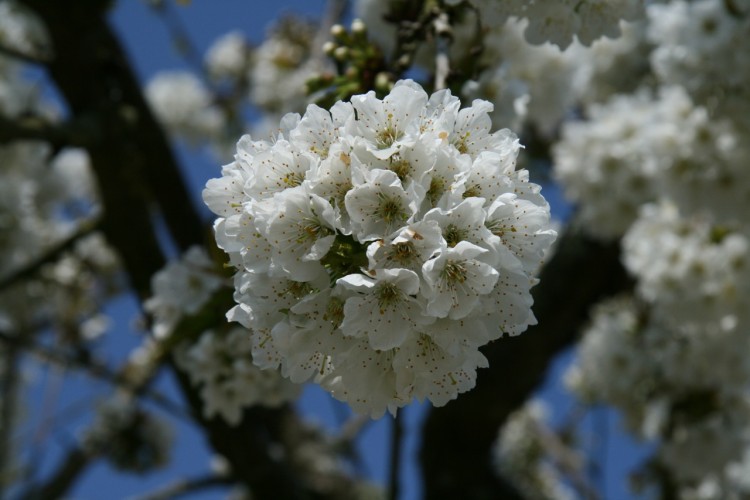 Wallpapers Nature Flowers Plein de cerises en perspective !