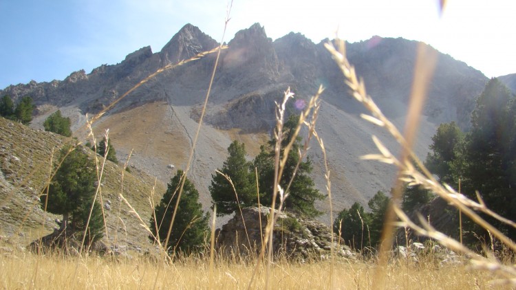 Fonds d'cran Nature Paysages Pin Cembro en montagne