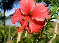 Fonds d'cran Nature Fleur d'hibiscus 