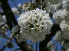 Wallpapers Nature Plein de cerises en perspective !