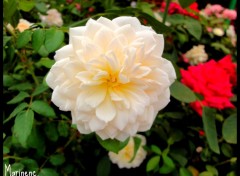 Fonds d'cran Nature Rose blanche 