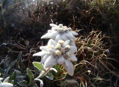 Fonds d'cran Nature Edelweiss 