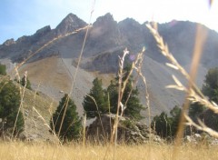 Fonds d'cran Nature Pin Cembro en montagne