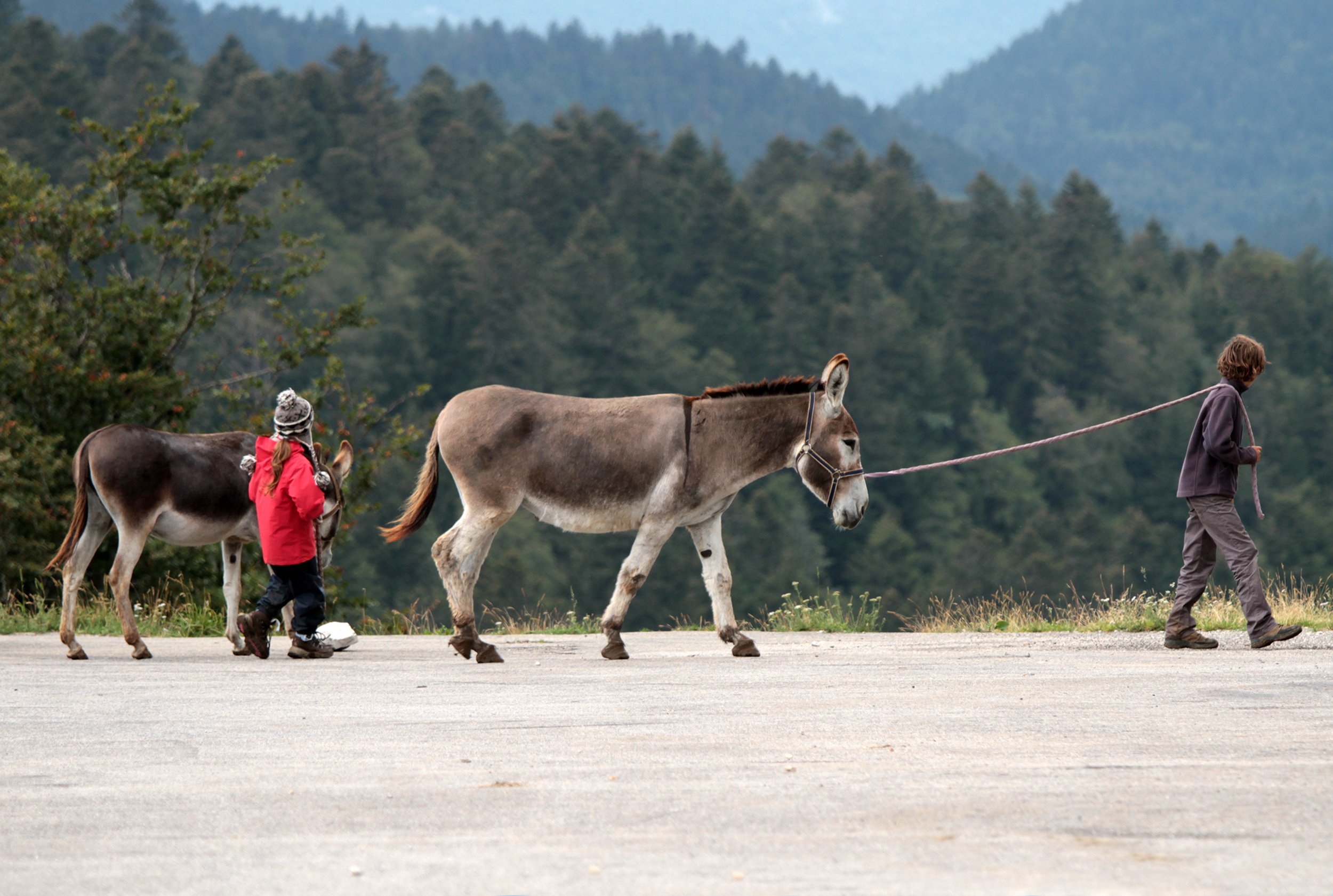 Wallpapers Animals Donkeys 