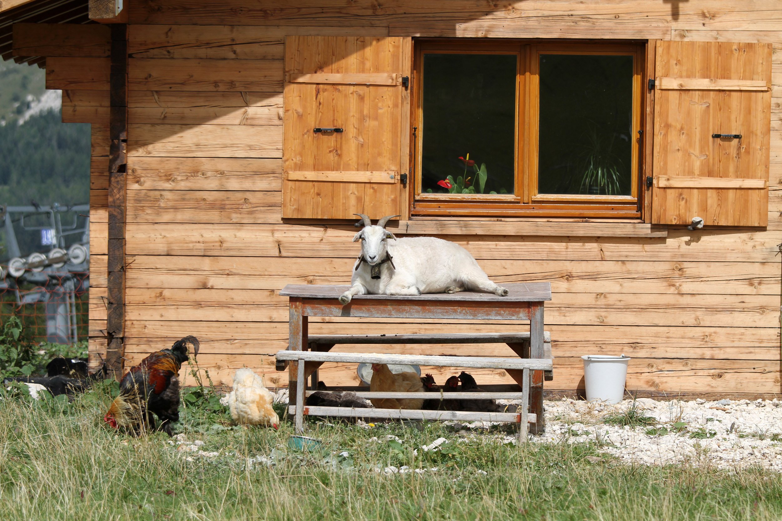 Fonds d'cran Animaux Chvres 