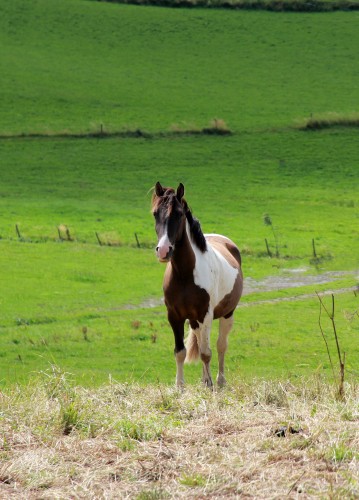 Fonds d'cran Animaux Chevaux Wallpaper N287607