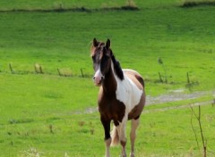 Fonds d'cran Animaux Image sans titre N287607