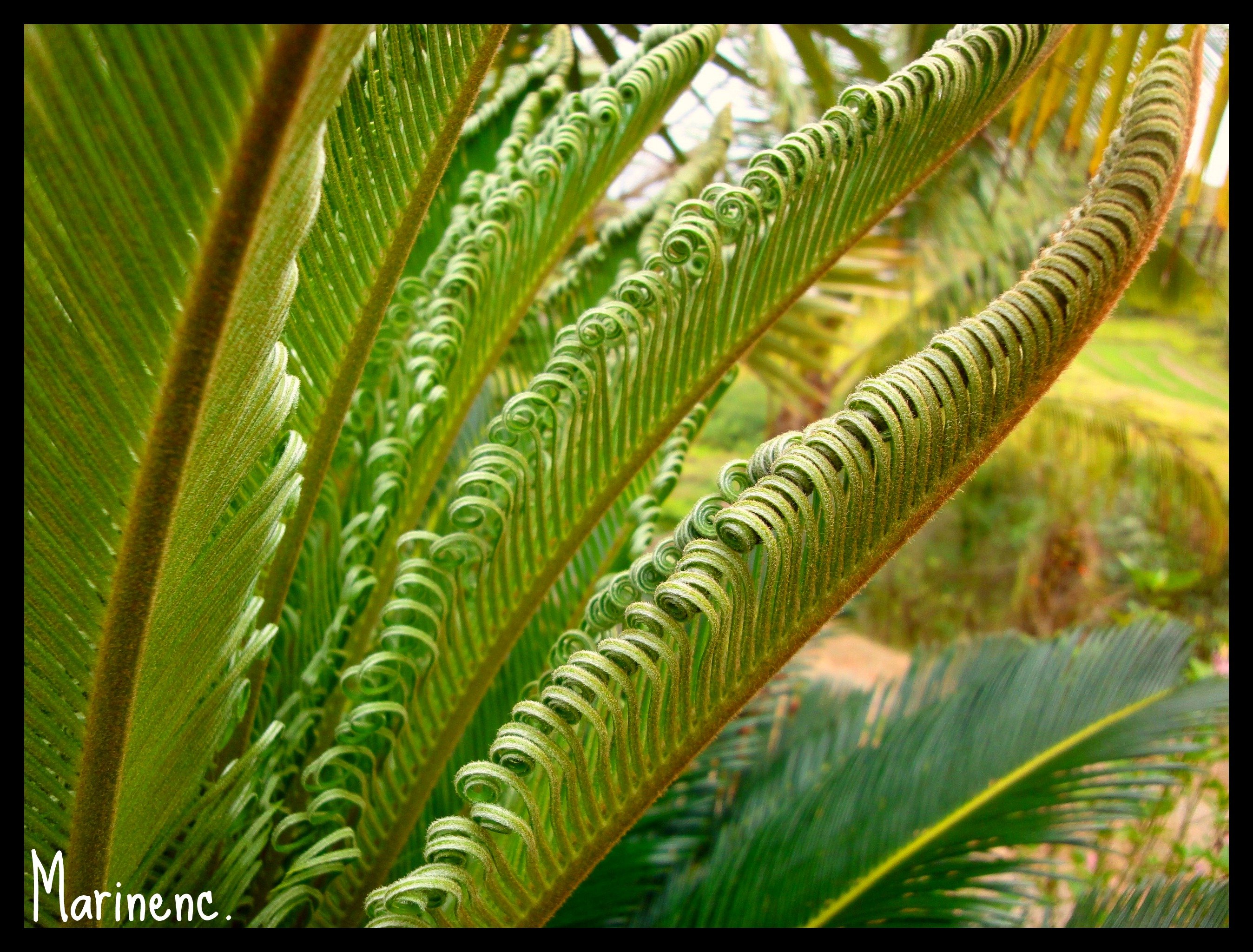 Fonds d'cran Nature Plantes - Arbustes L'ternel renouvellement 