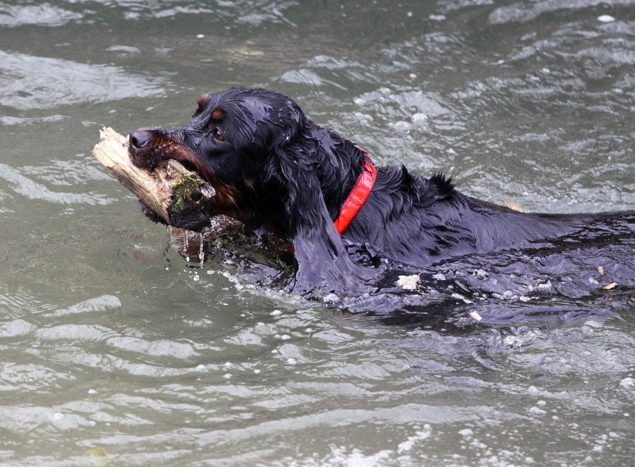 Fonds d'cran Animaux Chiens 