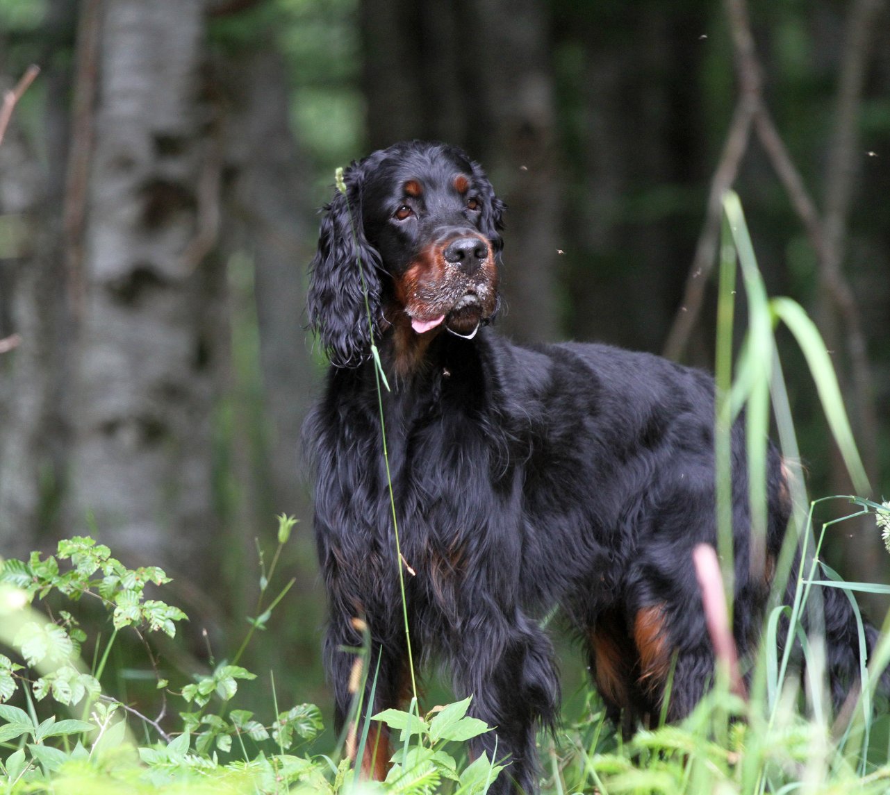 Fonds d'cran Animaux Chiens 