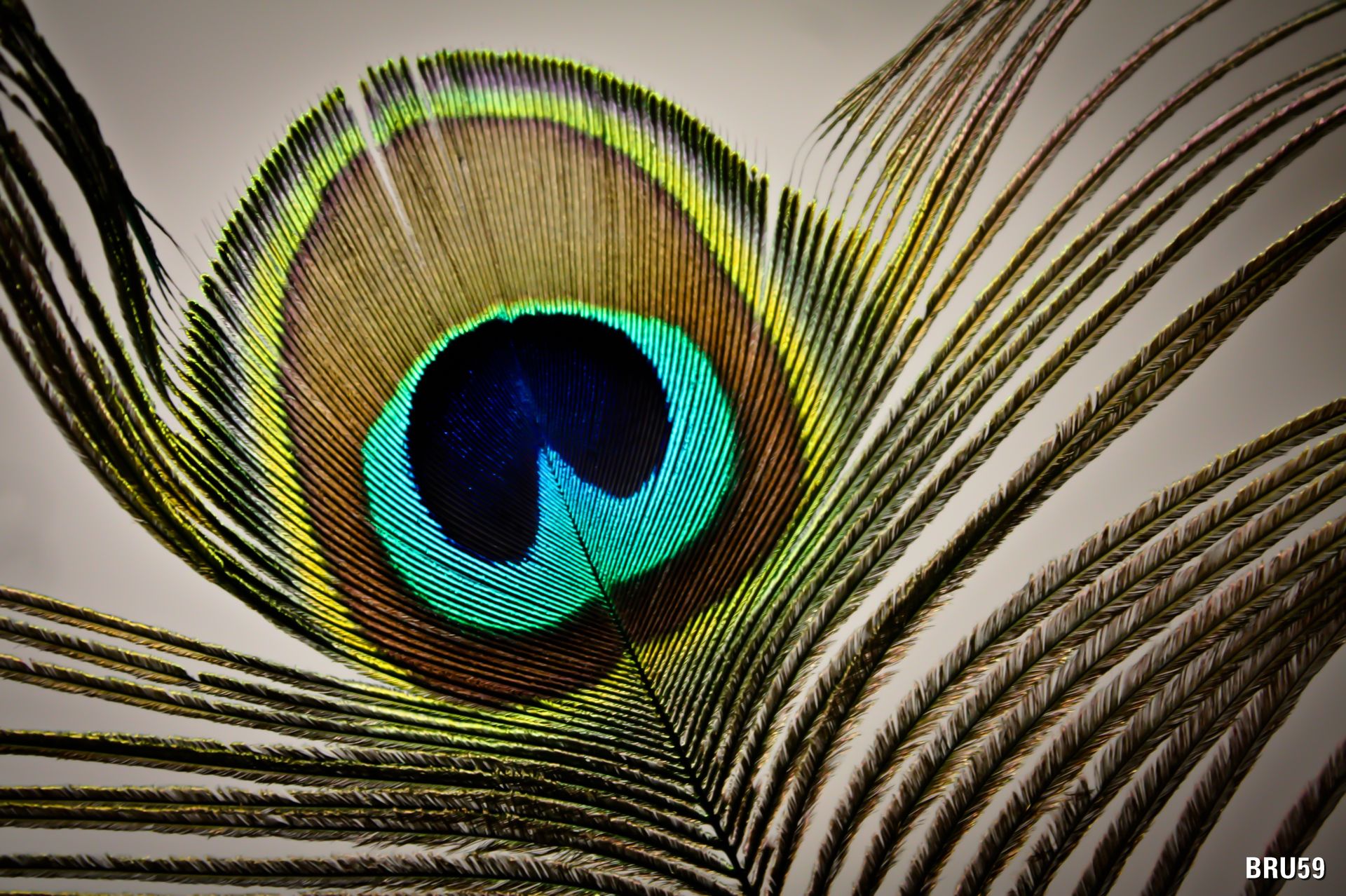 Wallpapers Animals Birds - Peacocks Plume de Paon macro