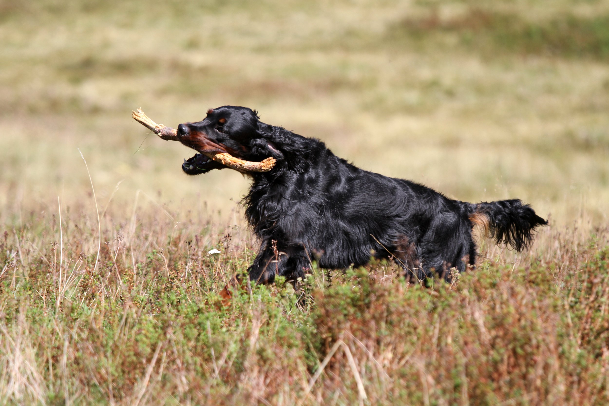 Fonds d'cran Animaux Chiens 