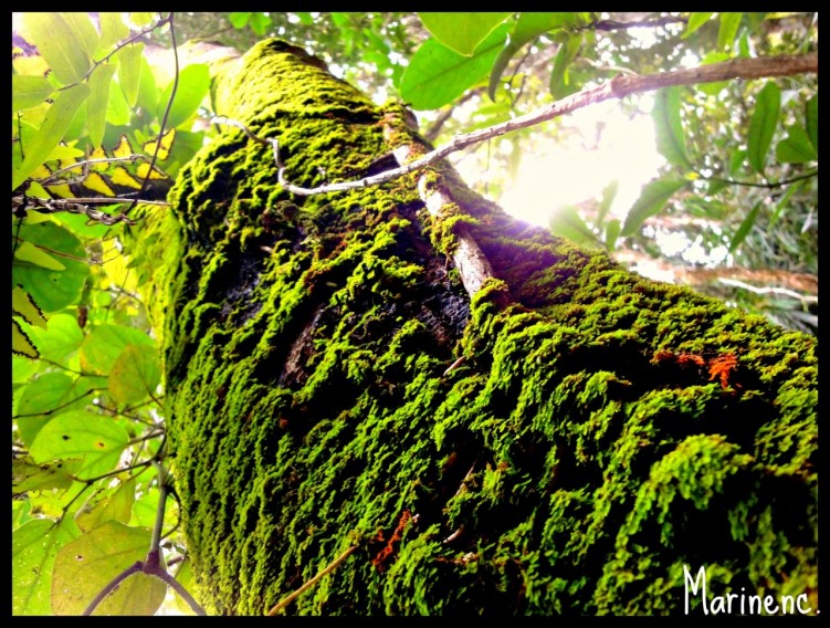 Fonds d'cran Nature Arbres - Forts Baraoua